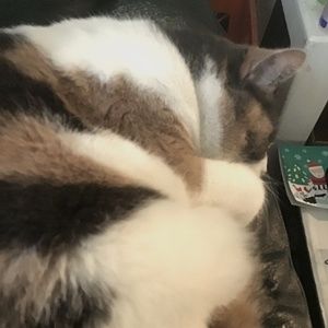 See my cute tweed skirt and my cat